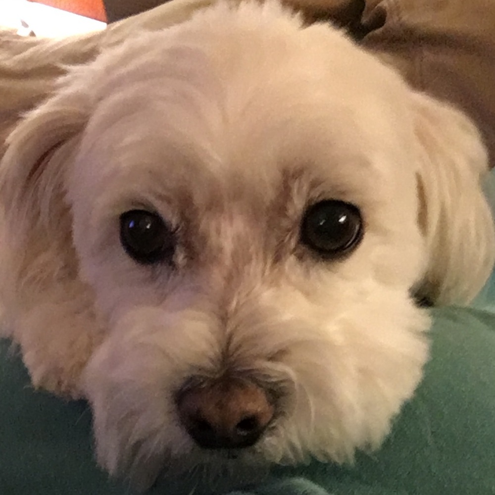 Meet your Posher, Jenn